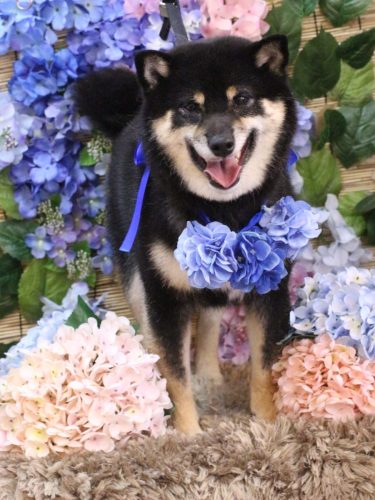 20250628ぽちたくん